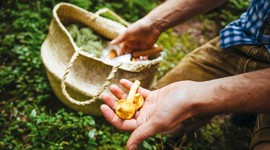 Q4 – Bekenntnis zu Bio, Saisonalität, Regionalität und Haltbarmachung