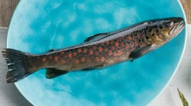 Quintessenz der Alpinen Küche