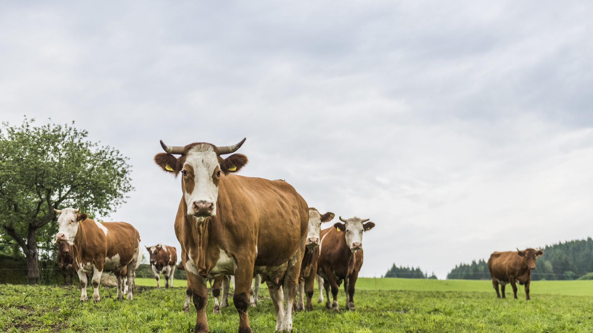 © © Transgourmet Österreich Transgourmet Vonatur