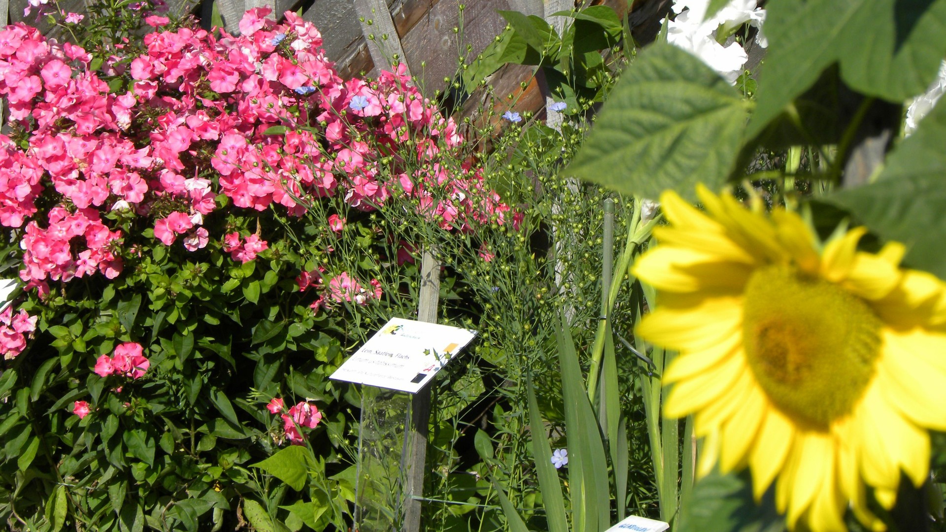 © Hollersbacher Kräutergarten Kräutergarten Hollersbach – Kräuter-Kraftplatz der Alpinen Küche