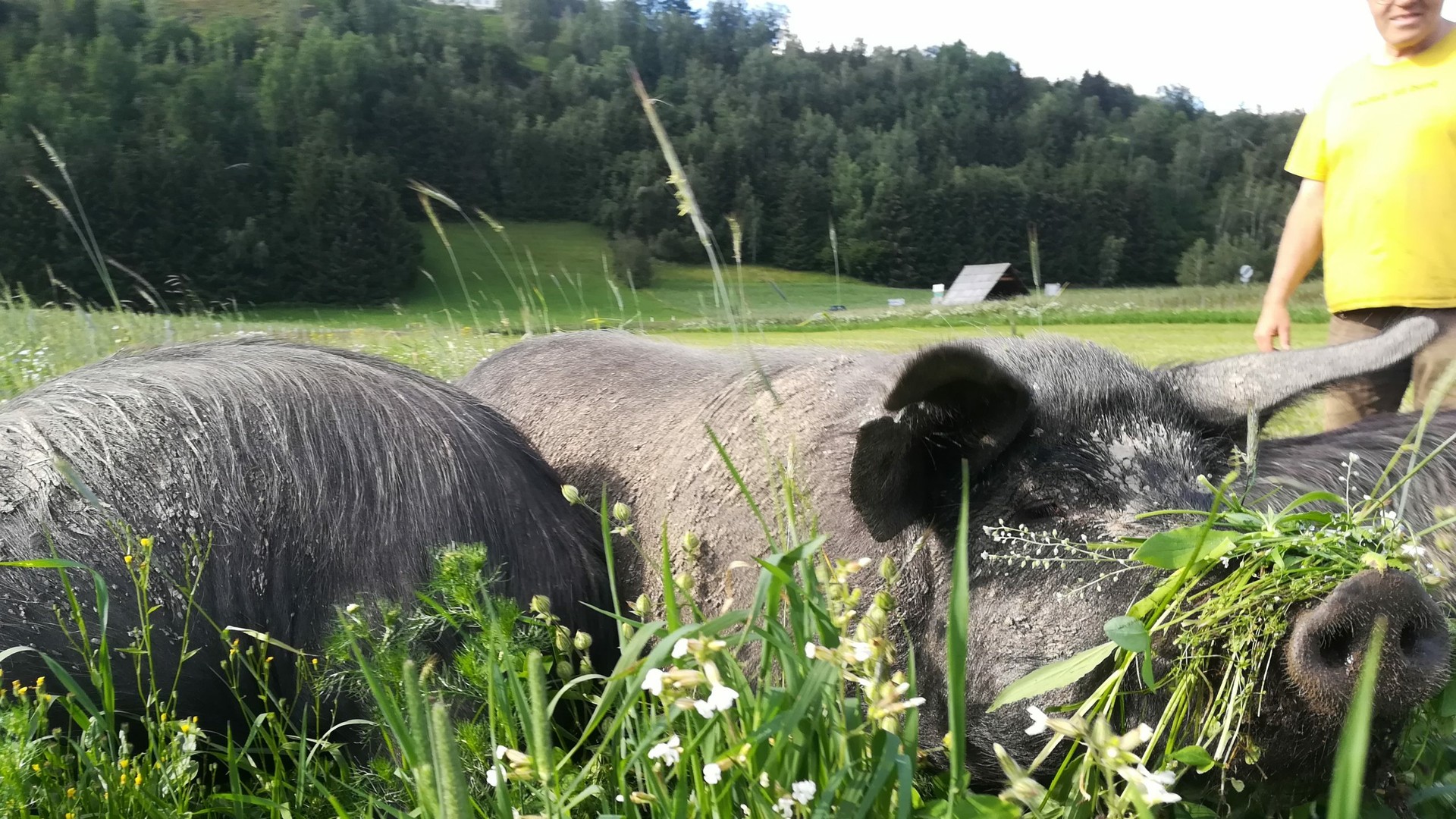 So lässt sichs leben … | © Biohof Sauschneider So lässt sichs leben …