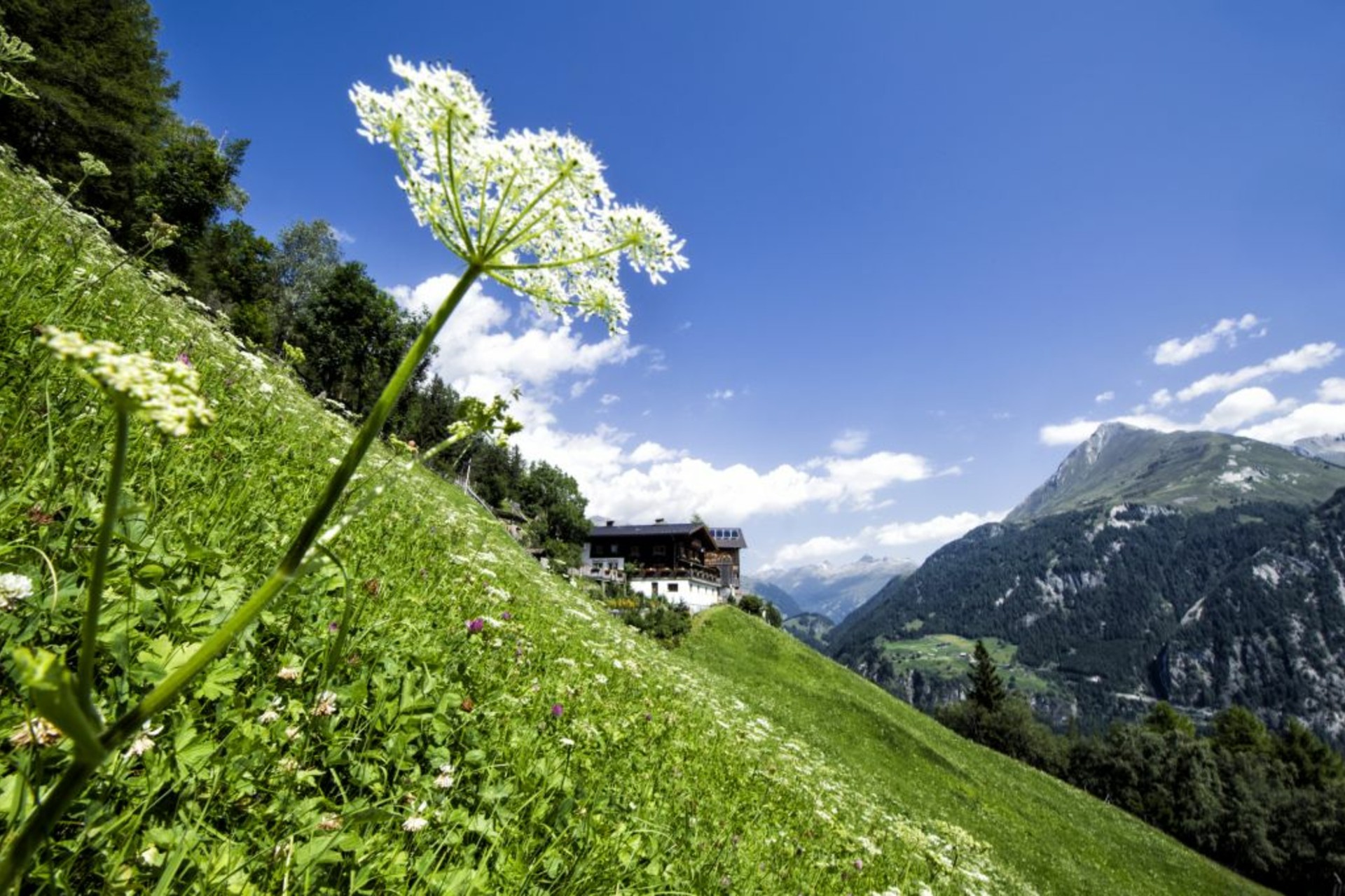 Idylle pur am Strumerhof in Osttirol